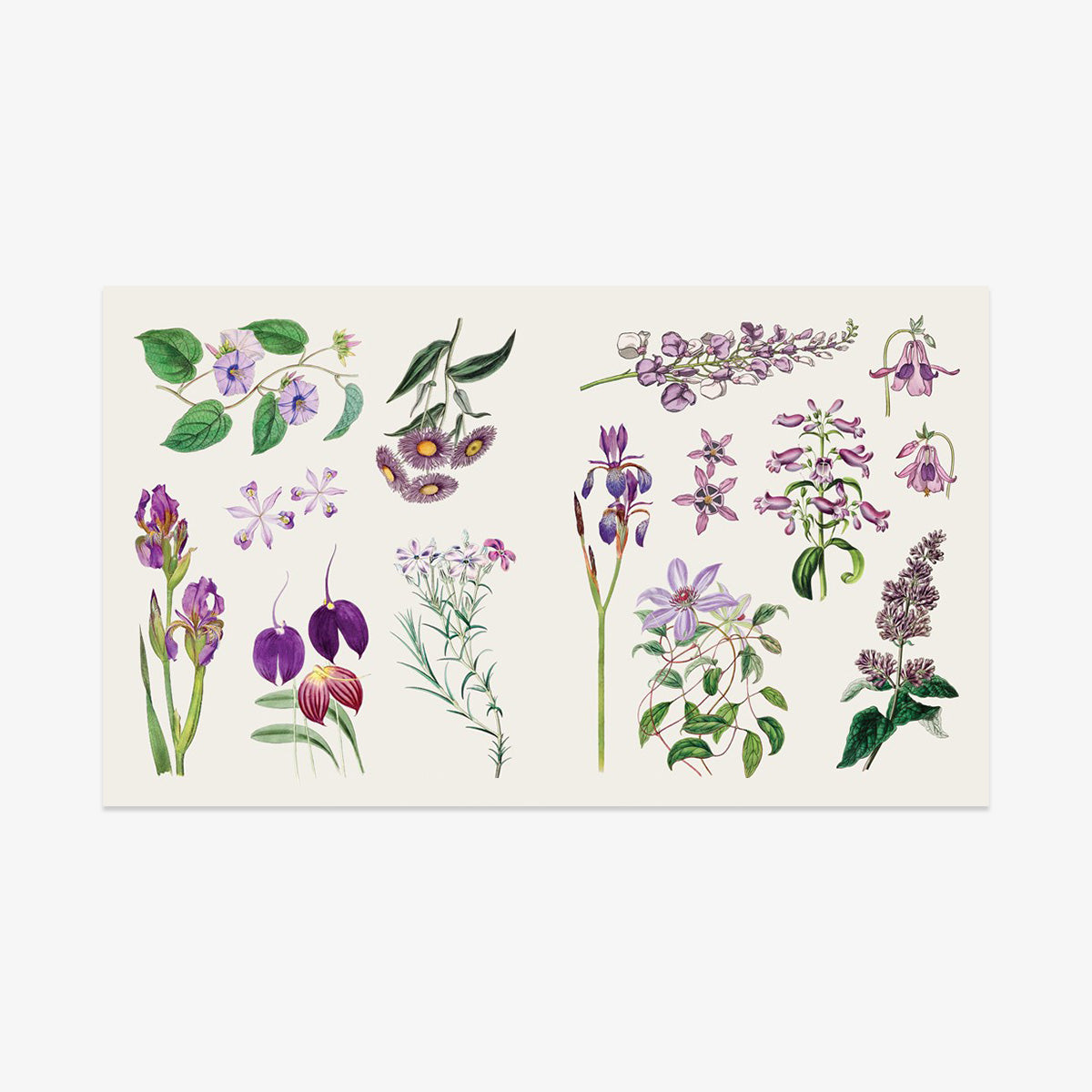 KLISTERMÆRKEBOG // BLOOMS AND BUTTERFLIES