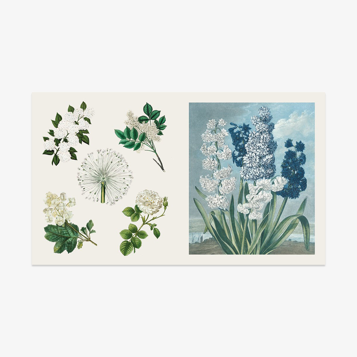 KLISTERMÆRKEBOG // BLOOMS AND BUTTERFLIES
